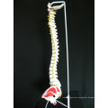 SPINE05 12377 Medical Science Human Flexible Spine Painted Muscles, Life-Size Spine Models
